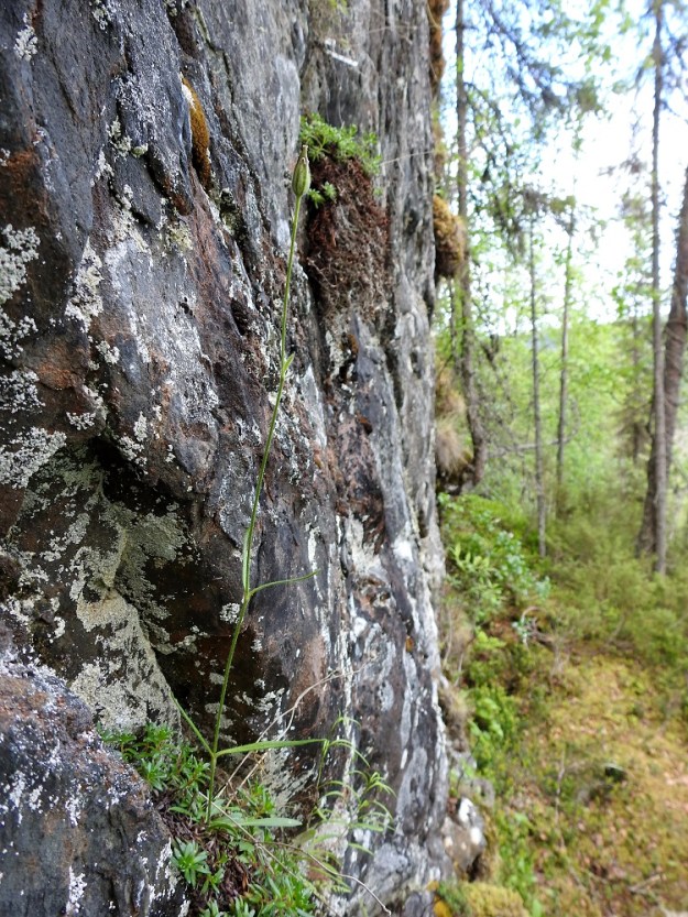 Silene involucrata subsp. tenella - kehtoailakin subsp. pohjankehtoailakin hedelmäasteella oleva, hoikka, pysty ja hieman yli 30 cm pitkä kukkavarsi kallioseinämällä. Varsilehtiparien määrä vaihtelee kasvin pituuden mukaan kahdesta neljään. Ks, Kuusamo 11.7.2019. Gopyright Hannu Kämäräinen.
