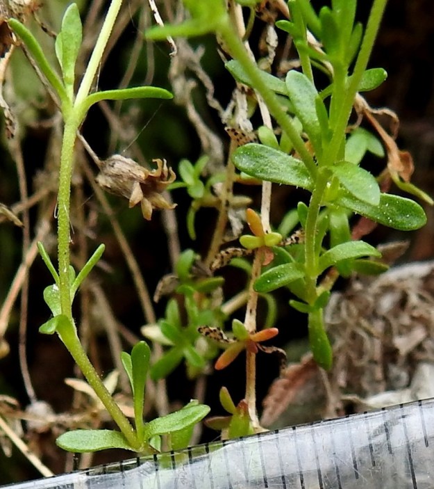 Arenaria pseudofrigida - tunturiarhon varsilehdet ovat vastakkaiset, ruodittomat ja leveätyvisen lusikkamaiset tai soikeahkot. Lehden kärki on tylppä tai suippo ja tyviosa harvahkosti karvalaitainen. Muuten lehdet ovat kaljut. Pituutta niillä on 2,5-6 mm ja leveyttä 1-1,8 mm. Kota on lieriömäinen, noin 3-5 mm pitkä ja avautuu kärjestään 6-liuskaisesti. Ks, Salla, Hautajärvi, Urriaapa, Vasajängänojan kalliorinnealue, 200 m mpy, 10.7.2019. Copyright Hannu Kämäräinen.