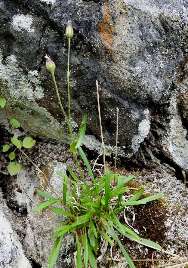 Silene involucrata subsp. tenella - kehtoailakki subsp. pohjankehtoailakki, joka edeltävissä kuvissa kukki 14.6.2019 yksikukkaisena ja verhiö jo hieman pullistuneena, on myöhemmin kasvattanut toisenkin kukan. Sekin on jo kotavaiheessa. Ks, Kuusamo 11.7.2019. Gopyright Hannu Kämäräinen.