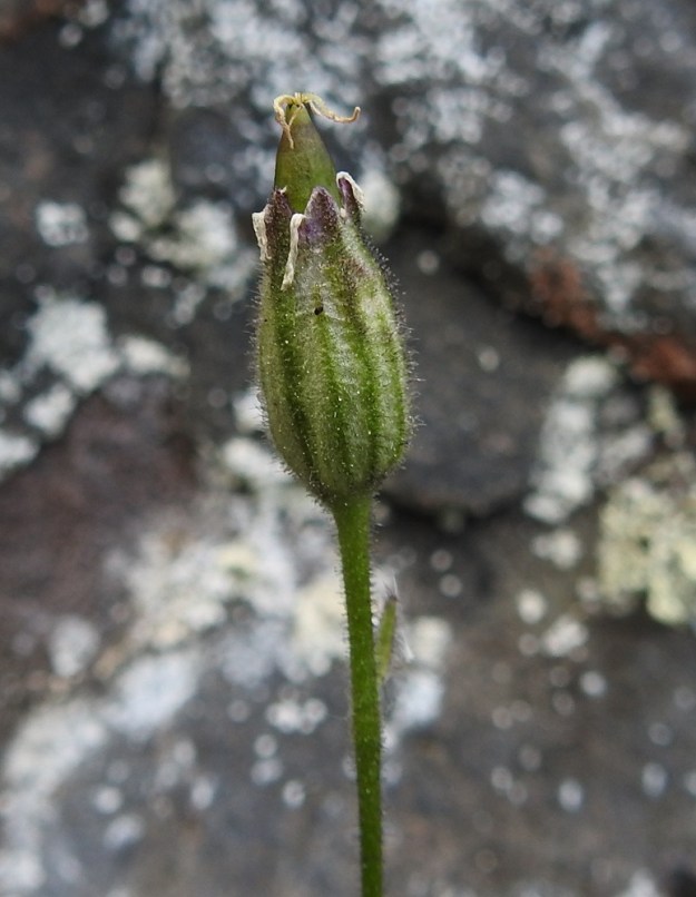 Silene involucrata subsp. tenella - kehtoailakin subsp. pohjankehtoailakin kotahedelmä on kalju ja sileäpintainen sekä kärkeään kohti suippeneva. Ks, Kuusamo 11.7.2019. Gopyright Hannu Kämäräinen.