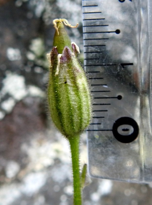 Silene involucrata subsp. tenella - kehtoailakin subsp. pohjankehtoailakin kota on 12-17 mm pitkä ja ulottuu verhiön ulkopuolelle. Viisivartaloisen emin luotit näkyvät vielä kodan kärjessä, joka myöhemmin avautuu viisiliuskaisesti. Ks, Kuusamo 11.7.2019. Gopyright Hannu Kämäräinen.