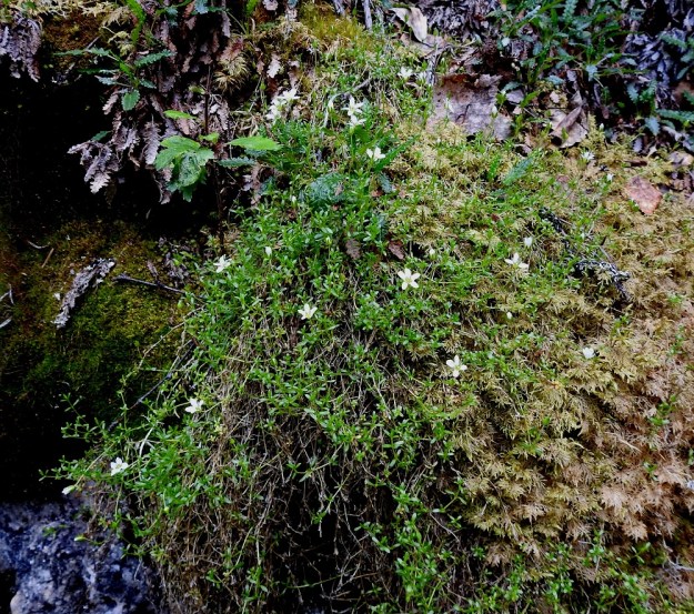 Arenaria pseudofrigida - tunturiarho vaihtelee kasvutavaltaan. Usein sen rennot varret suikertavat ja riippuvat laajahkoinakin mattoina sammalikon seassa ja päällä. Tällöin kukkivan verson kärki kaartuu kasvualustastaan ylöspäin. Ks, Salla, Hautajärvi, Urriaapa, Vasajängänojan kalliorinnealue, 200 m mpy, 10.7.2019. Koko kuvasarja on samalta kasvupaikalta. Copyright Hannu Kämäräinen.