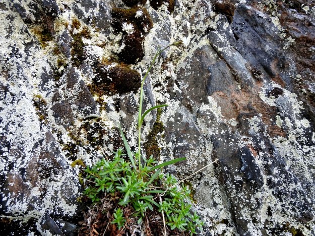 Silene involucrata subsp. tenella - kehtoailakki subsp. pohjankehtoailakki on äärimmäisen uhanalainen kasvi Suomessa, koska sillä on nykyisin vain yksi tunnettu kasvupaikka. Juurakon sijaksi riittää pienikin kallioseinämän uloke tai halkeama. Kuvassa seuralaisena kultarikko, Saxifraga aizoides. Ks, Kuusamo 14.6.2019. Gopyright Hannu Kämäräinen.
