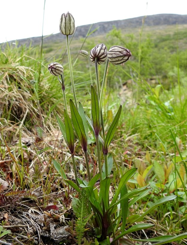 Silene wahlbergella - pahta-ailakki kasvaa Suomessa harvinaisena vain Enontekiöllä, Käsivarren kärjen tunturialueilla. Varret ovat jäykän pystyt, haarattomat ja yksikukkaiset. Aluslehtien lisäksi varsilehtipareja on 2-4. Juurakko haaroo yläpäästään, joten yksilö vanhetessaan voi synnyttää useampivartisia kasvustoja. EnL, Enontekiö, Kilpisjärvi, Saanan lounaanpuoleinen alarinne, 515 m mpy, 5.7.2018. Copyright Hannu Kämäräinen.