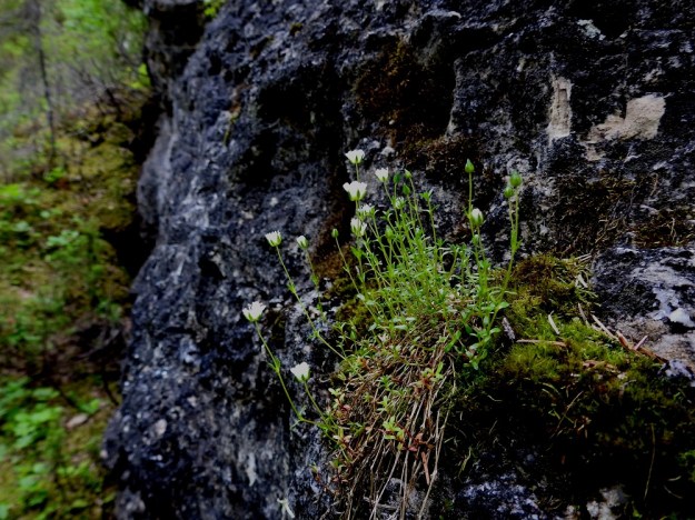 Arenaria pseudofrigida - tunturiarhon toinen kasvutapa on tiivis ja usein pienialainen. Vanhoista varsista puhkeavat uudet versot kaartuvat tällöin jo tyviosastaan ylös. Kasvupaikaksi riittää pienikin ulkonema kalliossa, kunhan siitä vain löytyy kalkkia. Ks, Salla, Hautajärvi, Urriaapa, Vasajängänojan kalliorinnealue, 200 m mpy, 10.7.2019. Copyright Hannu Kämäräinen.