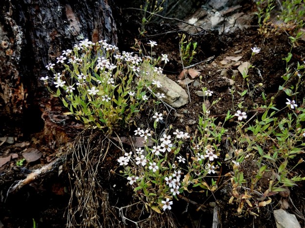Atocion rupestre (Silene rupestris) - kalliokohokki on yksivuotinen tai lyhytikäinen monivuotinen kasvi. Kuvassa olevien monivuotisten yksilöiden tunnusmerkkeinä ovat edellisvuotiset, kuivuneet varret tyvellä sekä uusien kukintovarsien monilukuisuus. 27.7.2017. Copyright Hannu Kämäräinen.