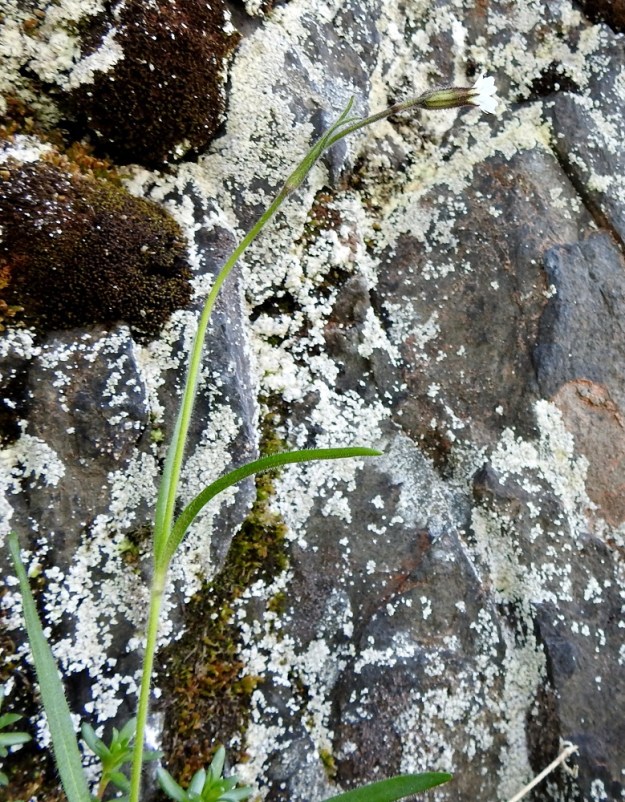 Silene involucrata subsp. tenella - kehtoailakki subsp. pohjankehtoailakki viihtyy aution ja karun näköisillä kallioseinämillä, kunhan niistä löytyy kalkkia. Se ei heikohkona kilpailijana kestäkään pitkään muiden lajien varjostusta ja umpeutunutta kasvupohjaa. Ks, Kuusamo 14.6.2019. Gopyright Hannu Kämäräinen.