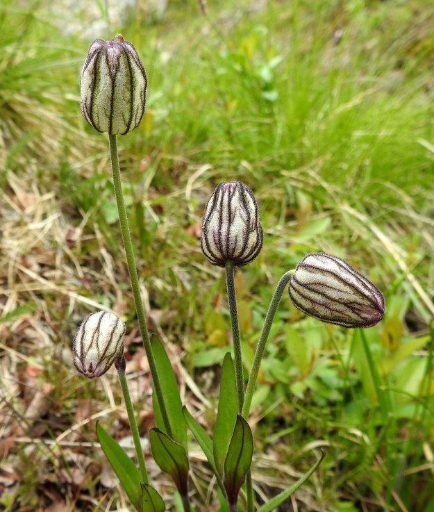 Silene wahlbergella - pahta-ailakin kukat ovat ensin nuokkuvia ja nousevat sitten kukinnan edetessä pystyyn. Verhiöt ovat pulleita ja pohjaväriltään vaaleita, yleensä lähes valkoisia. Usein mukana on myös sinipunaisia ja vihreitä värisävyjä. Verhiön suonitus on tummansinipunainen tai lähes musta. EnL, Enontekiö, Kilpisjärvi, Saanan lounaanpuoleinen alarinne, 515 m mpy, 5.7.2018. Copyright Hannu Kämäräinen.