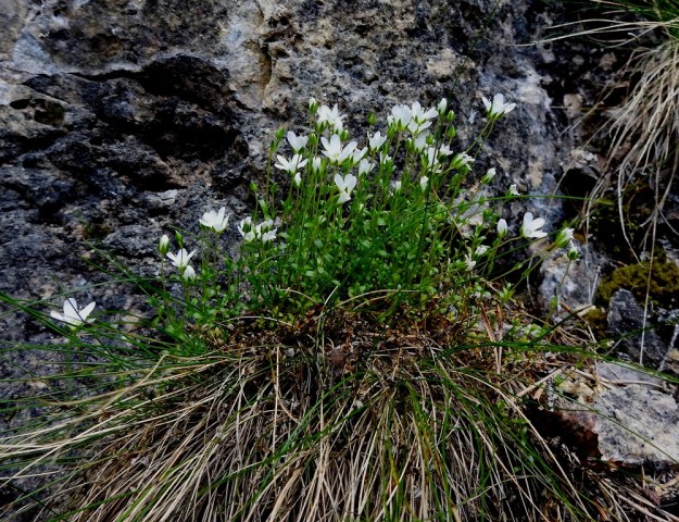 Arenaria pseudofrigida - tunturiarhon kasvustot ovat toisinaan hyvinkin tiheävartisia. Vanhojen varsien päälle rakentuva uusi kasvusto mahdollistaa "pinnalla" pysymisen sekä seinämiin pureutuvien heinä- ja saramättäiden hyödyntämisen kasvualustana. Ks, Salla, Hautajärvi, Urriaapa, Vasajängänojan kalliorinnealue, 200 m mpy, 10.7.2019. Copyright Hannu Kämäräinen.