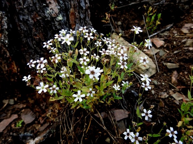 Atocion rupestre (Silene rupestris) - kalliokohokin monivuotisessa yksilössä on selvä, tanakampi pääjuuri ja varsikko on tiheää. Kuvan yksilössä jokin tuhkio-mikrosienilaji (Microbotryum) on värjännyt ison osan kukkien hetiöistä ja emiöistä ruskeiksi. Olisiko kyseessä kohokkikasveista ainakin käenkukkia ja ailakkeja vaivaava laji M. lychnidis-dioicae. 27.7.2017. Copyright Hannu Kämäräinen.