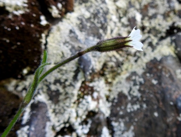 Silene involucrata subsp. tenella - kehtoailakin subsp. pohjankehtoailakin verhiö on pitkä, suonikas ja kapean kellomainen. Teriö on valkoinen, kuten kuvassa tai punertava. Ks, Kuusamo 14.6.2019. Gopyright Hannu Kämäräinen.