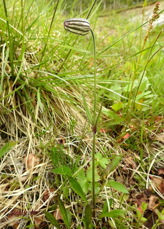 Silene wahlbergella - pahta-ailakki on Suomessa usein yksivartinen. EnL, Enontekiö, Kilpisjärvi, Saanan lounaanpuoleinen alarinne, 515 m mpy, 5.7.2018. Copyright Hannu Kämäräinen.