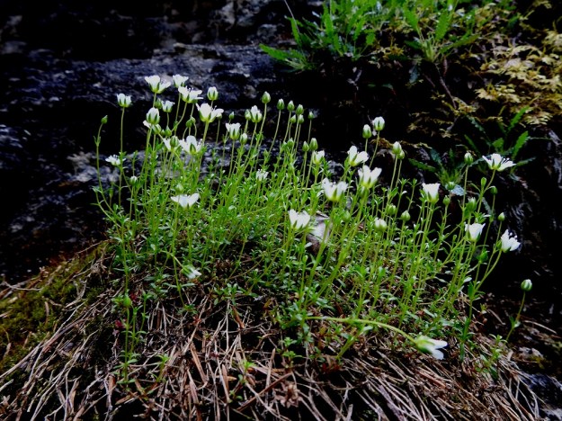Arenaria pseudofrigida - tunturiarhon vanha, vaaleanruskea varsikko näkyy lähes aina uuden kasvuston tyvellä. Kuluvan kasvukauden pystynä kukkivan varsikon korkeus on yleensä noin 5-10 cm. Ks, Salla, Hautajärvi, Urriaapa, Vasajängänojan kalliorinnealue, 200 m mpy, 10.7.2019. Copyright Hannu Kämäräinen.