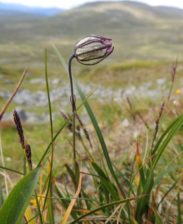Silene wahlbergella - pahta-ailakki Saanan paljakan tunturikankaalla taustanaan Jehkas-tunturi. EnL, Enontekiö, Kilpisjärvi, Saanan luoteisrinne, 725 m mpy, 17.7.2013. Copyright Hannu Kämäräinen.