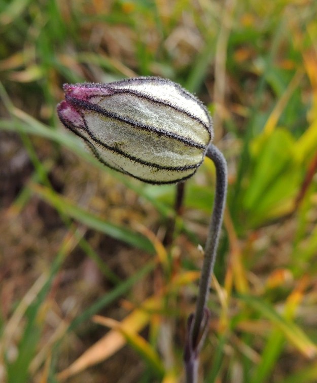 Silene wahlbergella - pahta-ailakin noin 14-18 mm pitkä verhiö muodostaa sen näkyvän kukan. Punertavat, sinipunertavat tai valkoisehkot ja 10-13 mm pitkät terälehdet jäävät lähes aina näkymättömiin verhiön sisälle. EnL, Enontekiö, Kilpisjärvi, Saanan luoteisrinne, 725 m mpy, 17.7.2013. Copyright Hannu Kämäräinen.