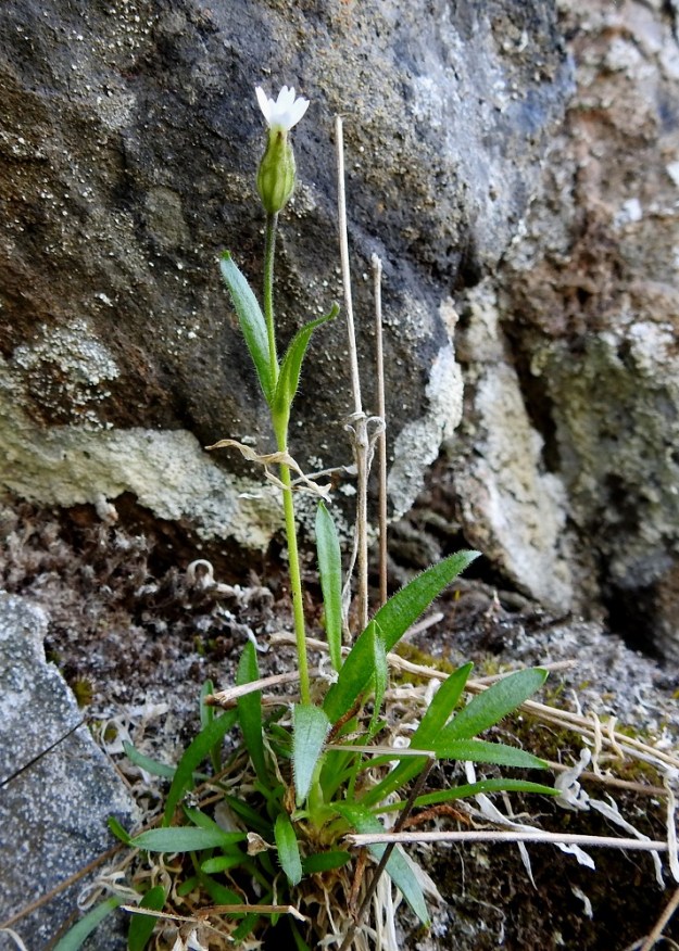 Silene involucrata subsp. tenella - kehtoailakin subsp. pohjankehtoailakin pituus vaihtelee yleensä välillä 10-30 cm. Kuvan yksilön pituus on noin 10 cm. Kuten kuivuneista varsista näkyy, edellisvuonna yksilö on ollut monivartinen. Ks, Kuusamo 14.6.2019. Gopyright Hannu Kämäräinen.