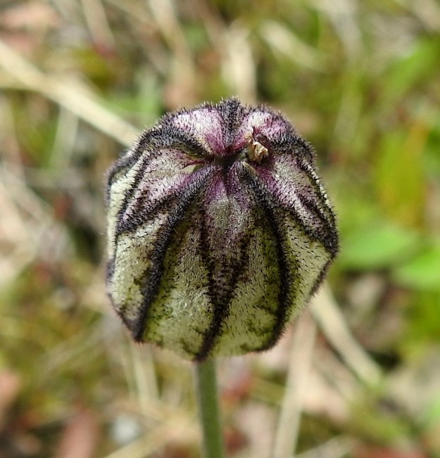 Silene wahlbergella - pahta-ailakin verhiö on ahdassuinen. Aukosta on juuri ja juuri nähtävissä terälehtien kärkiä. Verhiön vahvimmat pääsuonet jatkuvat kolmiomaisten verhiönliuskojen kärkiin. Pääsuonten väliin sijoittuvat kärjistään haarovat suonet. EnL, Enontekiö, Kilpisjärvi, Saanan lounaanpuoleinen alarinne, 515 m mpy, 5.7.2018. Copyright Hannu Kämäräinen.