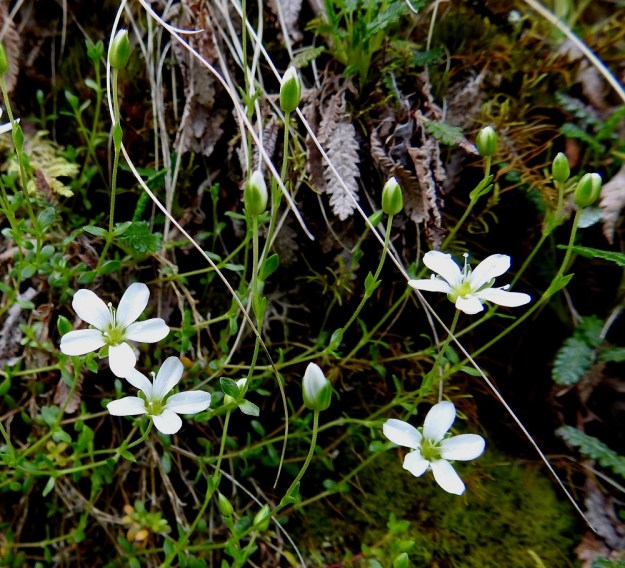 Arenaria pseudofrigida - tunturiarhon kukkavarret valkoisine kukkineen kaartuvat kasvualustaltaan ylös kohti painanteiden ja rotkolaaksojen rajoittunutta valoa. Ks, Salla, Hautajärvi, Urriaapa, Vasajängänojan kalliorinnealue, 200 m mpy, 10.7.2019. Copyright Hannu Kämäräinen.