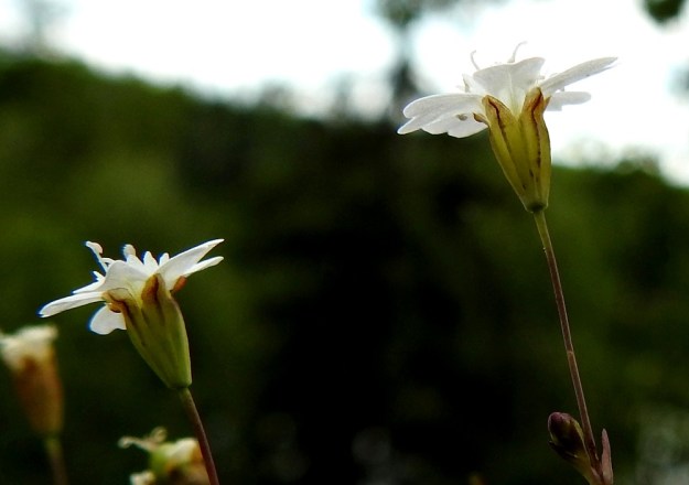 Atocion rupestre (Silene rupestris) - kalliokohokin verhiö on kapean suppilomainen sekä kärkihampaineen noin 4 mm pitkä ja 2 mm leveä. Kuvan kukissa terälehdet ulottuvat noin 3 mm verhiönhampaita pitemmälle. 27.7.2017. Copyright Hannu Kämäräinen.