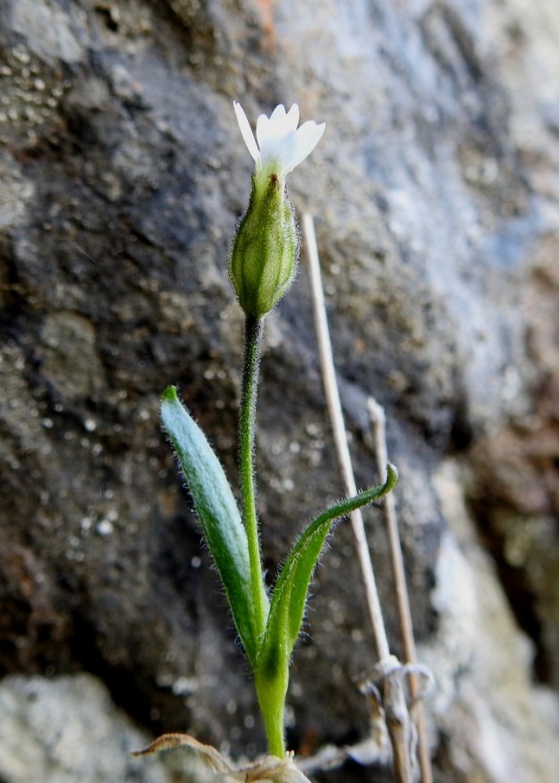 Silene involucrata subsp. tenella - kehtoailakin subsp. pohjankehtoailakin kukinta-ajaksi on pääsivulla mainituissa lähteissä ilmoitettu heinäkuu tai heinä-elokuu. Tämä tieto on nykyisen ilmastonmuutoksen aikana jo vanhentunut. Ainakin vuonna 2019 kukinta ajoittui kesäkuun puoliväliin ja kuvan kukan verhiö on jo pullistunut kohti kodan muodostumista. Kuten alempana olevat kuvat osoittavat, koko kasvustoalue oli hedelmillä jo ennen heinäkuun puoltaväliä. Ks, Kuusamo 14.6.2019. Gopyright Hannu Kämäräinen.