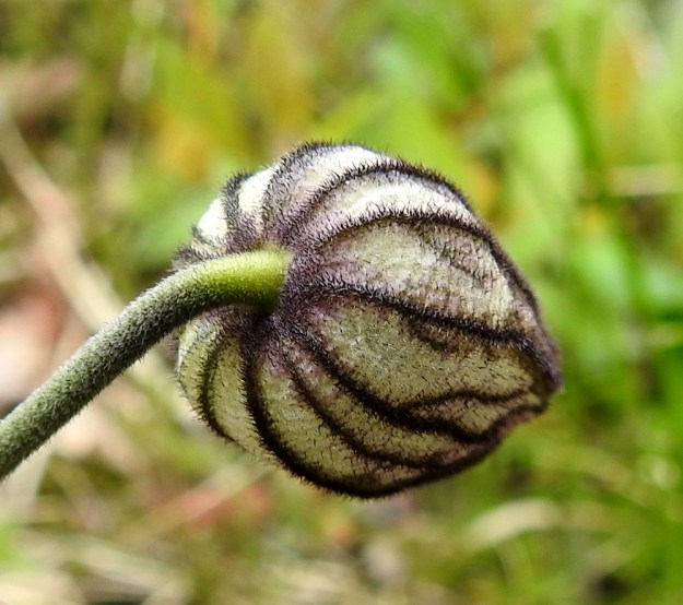 Silene wahlbergella - pahta-ailakin varren latva on hyvin tiheästi ja alaspäisesti valkokarvainen tai tummansinipunakarvainen. Myös verhiö ja erityisesti sen suonet ovat tummakarvaiset. Varren latvaosassa ja verhiön suonissa voi olla myös nystykarvoja. Niiden pyöreitä nystyjä näkyy tarkkaan katsottaessa keskimmäisessä ja sen alapuolella olevassa suonessa. EnL, Enontekiö, Kilpisjärvi, Saanan lounaanpuoleinen alarinne, 515 m mpy, 5.7.2018. Copyright Hannu Kämäräinen.