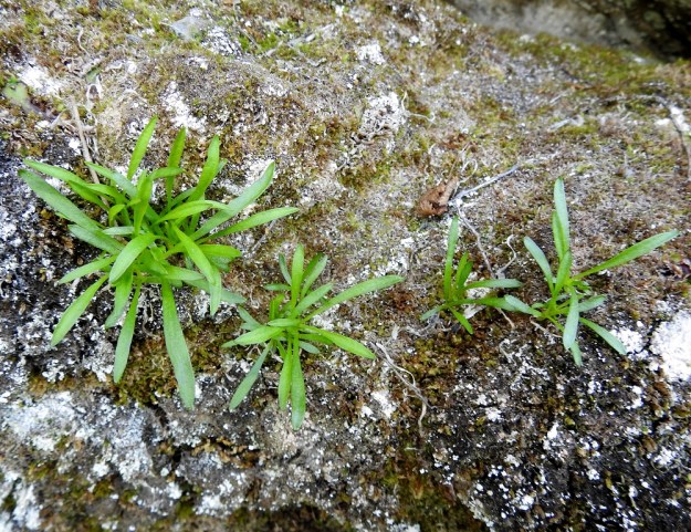 Silene involucrata subsp. tenella - kehtoailakin subsp. pohjankehtoailakin kuvan vasemmassa laidassa oleva ruusuke oli kukkinut edellisvuonna, mutta jätti kukkimisen väliin kuvausvuonna. Aikaisempien kukintojen vaikutukset näkyvät oikealla siementaimina. Ks, Kuusamo 14.6.2019. Gopyright Hannu Kämäräinen.
