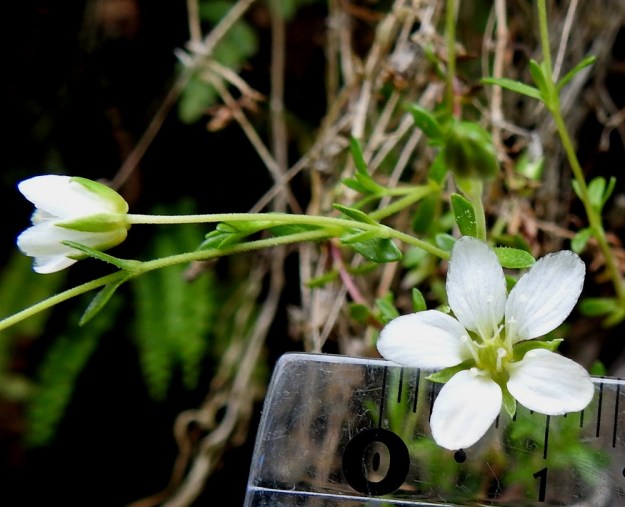 Arenaria pseudofrigida - tunturiarhon terälehdet ovat valkoiset ja hieman läpikuultavat, etenkin laidoiltaan. Malliltaan ne ovat soikeat, pyöreäkärkiset ja tyvestään jyrkästi kapenevat. Pituutta niillä on noin 5-6 mm ja leveyttä 2,5-3,5 mm. Ks, Salla, Hautajärvi, Urriaapa, Vasajängänojan kalliorinnealue, 200 m mpy, 10.7.2019. Copyright Hannu Kämäräinen.