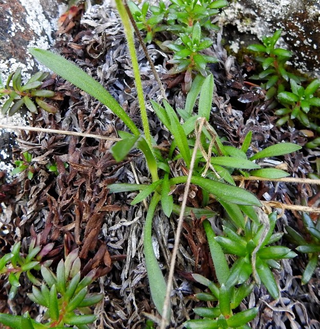 Silene involucrata subsp. tenella - kehtoailakin subsp. pohjankehtoailakin tyvilehdet ovat ruodillisia, kapeansuikeita tai -vastapuikeita ja noin 3-5 cm pitkiä. Pinnoiltaan ne ovat kaljuhkoja mutta ripsilaitaisia. Kukkavartisen tyven vieressä olevat ruusukkeet ovat todennäköisesti samaa yksilöä, sillä juurakko usein haaroo yläosastaan. Ks, Kuusamo 14.6.2019. Gopyright Hannu Kämäräinen.