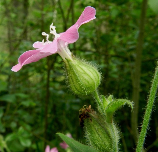 Silene dioica - puna-ailakin emikukan verhiö on ruukkumainen, pullea ja noin 20-suoninen. Verhiön ja varsien hapsikarvat ovat enimmillään noin 1-2 mm pitkiä. EH, Hämeenlinna, Majalahti, Hirsimäki, metsässä kulkevan maakaasulinjan laitaruohikko, 8.7.2012. Copyright Hannu Kämäräinen.