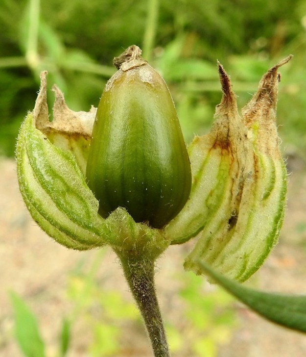 Silene latifolia ssp. alba - ilta-ailakin ssp. valkoailakin kota on munamainen tai leveän munamainen ja noin 15-20 mm pitkä. Se pysyy verhiön ympäröimänä. Kuvausta varten verhiö on rikottu. EH, Kouvola, Kuusankoski, Voikkaa, Sikomäki, Hermannintien laita 31.7.2017. Copyright Hannu Kämäräinen.