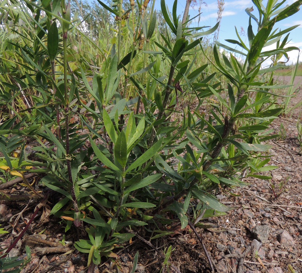 Silene tatarica - tataarikohokki on monivartinen ja sen varret ovat erityisesti alaosastaan tiheälehtisiä, hapsikarvaisia ja yleensä sinipunaisia. Varsilehdet ovat tummanvihreitä, ruodittomia, alempana kapean vastapuikeita tai suikeita ja ylempänä lähes tai aivan tasasoukan kapeita. Niillä on pituutta noin 2-5 cm ja leveyttä noin 2-7 mm. 13.7.2016. Copyright Hannu Kämäräinen.