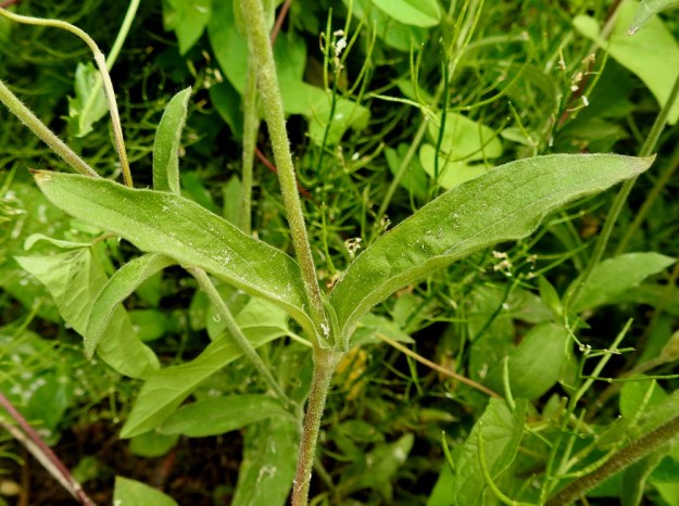 Silene x hampeana - rusoailakin ylemmät varsilehdet ovat ruodittomat ja tyveltään puolisepivät. Ne ovat lyhytkarvaiset ja muodoltaan soikeat tai varren yläosassa suikeat. EH, Nokia, Sarpatti, Maatialanharjun tyvi Nokianvaltatien varressa, 12.6.2019. Copyright Hannu Kämäräinen.