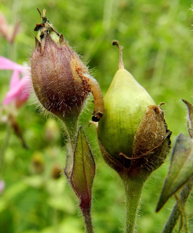 Silene dioica - puna-ailakin kota on verhiön pituinen tai hieman sitä pitempi. Se on leveän munamainen, kärkeä kohti suippeneva ja noin 15-18 mm pitkä. Kehittyvät siemenet näyttävät olevan mieluista ruokaa myös hyönteistoukalle. EH, Hämeenlinna, Loimalahti, Hirsimäki, ulkoilureitin laitaruohikko, 16.7.2012. Copyright Hannu Kämäräinen.