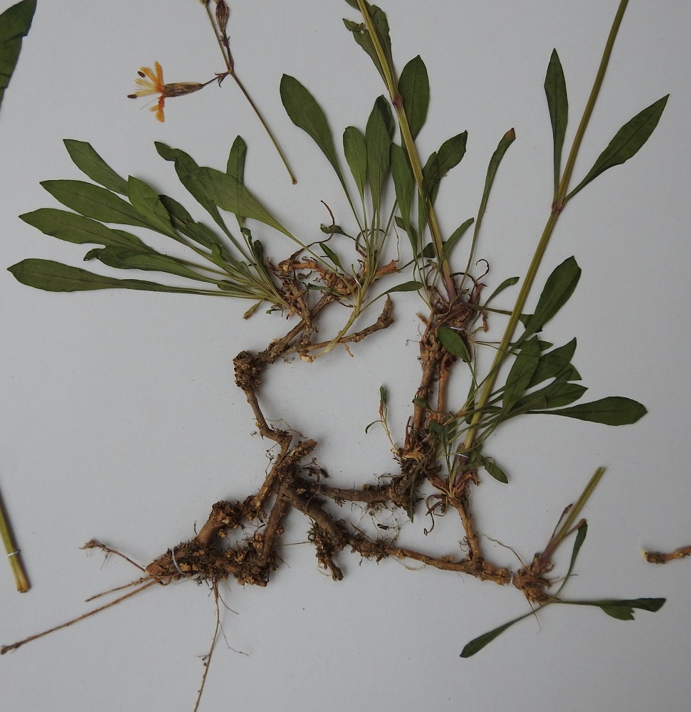 Silene nutans - nuokkukohokin juurakko on yläpäästään haarova. Haarojen kärjistä kasvavat lehtiruusukkeet ja kukkavarret. Kuvan yksilö on muuten kalju, mutta nystykarvoja on jonkin verran kukintoperissä ja verhiöissä. Kyseessä on näin ollen kaljunuokkukohokki, var. infracta tai muunnosten välimuoto. U, Porvoo, Vanha Porvoo, Linnanmäen männikköä kasvavat rinteet, 18.6.1988. Kuva näytteestä, copyright Hannu Kämäräinen.