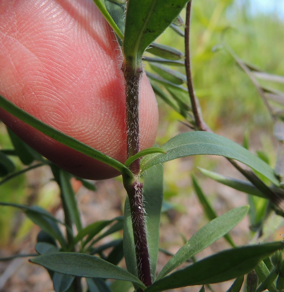 Silene tatarica - tataarikohokin varsien hapsikarvat ovat vaaleita ja yltävät yleensä myös lehtien tyviosan reunoihin. 13.7.2016. Copyright Hannu Kämäräinen.