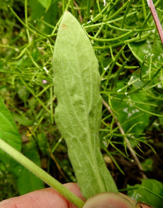 Silene x hampeana - rusoailakin lehtien alapinnalla suonet ovat tiheäkarvaisimmat ja koholla muusta lehtipinnasta. EH, Nokia, Sarpatti, Maatialanharjun tyvi Nokianvaltatien varressa, 12.6.2019. Copyright Hannu Kämäräinen.