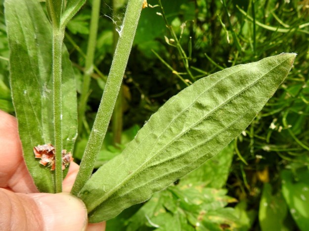 Silene latifolia ssp. alba - ilta-ailakin ssp. valkoailakin varret ja lehdet ovat tiheään lyhyt- ja pehmeäkarvaisia. Varsilehtien keskisuoni ja pitkittäiset laitasuonet ovat koholla. EH, Nokia, Sarpatti, Maatialanharjun (Sarpatinharjun) länsipää, Nokianvaltatien laidassa, 12.6.2019. Copyright Hannu Kämäräinen.