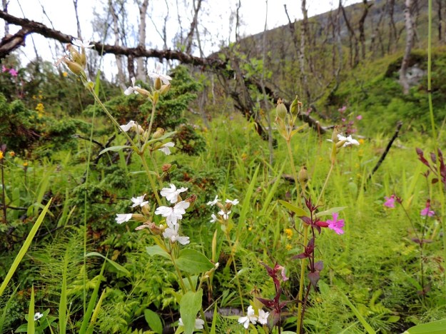 Silene dioica - puna-ailakki voi hyvin harvoin olla suomalaisesta nimestään poiketen myös valkokukkainen (f. lacteum). Tällaiset kasvit ovat yleensä muutenkin punakukkaisia lajitovereitaan vaaleampia. EnL, Enontekiö, Kilpisjärvi, retkeilykeskuksen pohjoispuolinen tunturikoivikko, 520 m mpy, 19.7.2013. Copyright Hannu Kämäräinen.
