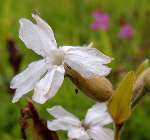 Silene dioica - puna-ailakin valkokukkaisen hedeyksilön kukka on jo lakastumassa ja viimeiset heteet kuivuneine ponsineen roikkuvat siitä. Kukan tukilehdet ovat kapean kolmiomaisia tai puikeita, karvoitukseltaan varsilehtien kaltaisia ja noin 10-15 mm pitkiä. EnL, Enontekiö, Kilpisjärvi, retkeilykeskuksen pohjoispuolinen tunturikoivikko, 520 m mpy, 19.7.2013. Copyright Hannu Kämäräinen.