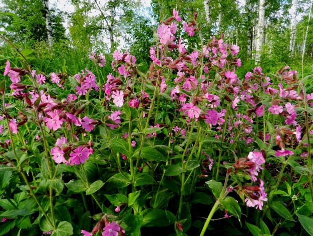 Silene dioica - puna-ailakki kasvaa yleisenä kaikkialla Suomessa. Se on alkuperäinen rannikkoalueilla ja on levinnyt sieltä 1900-luvulla sisämaahan mm. viljelyalueille, niityille, pihoille, pientareille ja metsänlaiteisiin. EH, Hämeenlinna, Loimalahti, Hirsimäki, ulkoilureitin laitaruohikko, 5.6.2012. Copyright Hannu Kämäräinen.