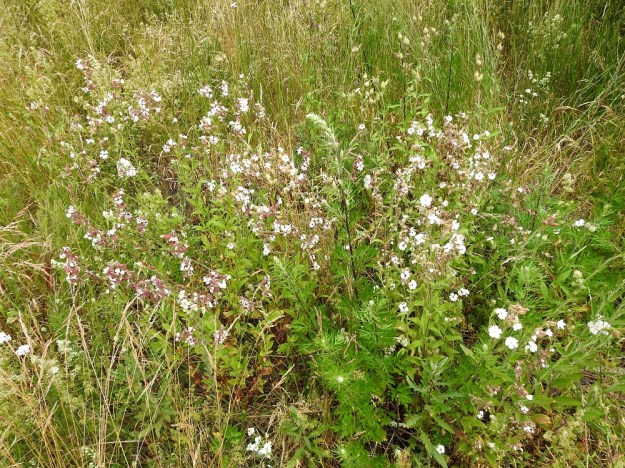 Silene latifolia ssp. alba - ilta-ailakki ssp. valkoailakki on Suomessa harvinaisehko uustulokas, jota tavataan monenlaisilla ihmisen muokkaamilla alueilla, kuten mm. tien- ja radanvarsilla, asutuskeskuksissa sekä teollisuus- ja joutomaa-alueilla. V, Naantali, satama, ratapiha- ja viljavarastoalue, 26.6.2019. Copyright Hannu Kämäräinen.