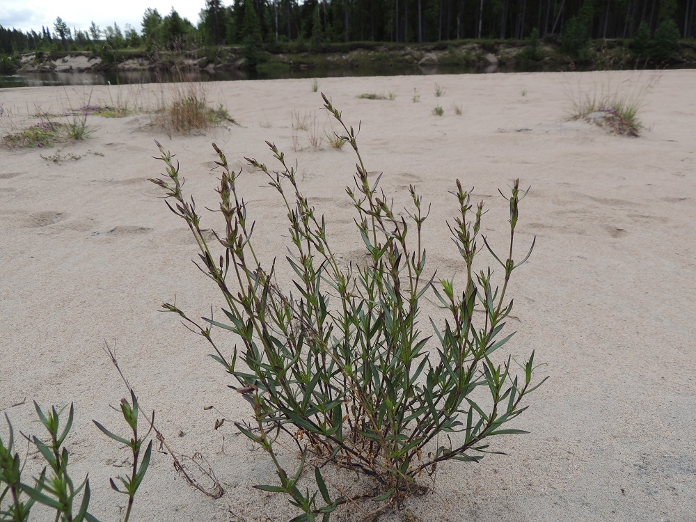 Silene tatarica - tataarikohokin luontainen kasvuympäristö löytyy pohjoisten jokien, erityisesti Oulankajoen ja Kemijoen avoimina pysyviltä rannoilta. Taustalla punertaa tenonajuruoho, Thymus serpyllum subsp. tanaënsis. Ks, Kuusamo, Kitkanniemi, Oulanka joen ja Jäkälämutkanlammen välinen Jäkäläniemi, joen laaja rantahiekka-alue, 14.7.2015. Copyright Hannu Kämäräinen.