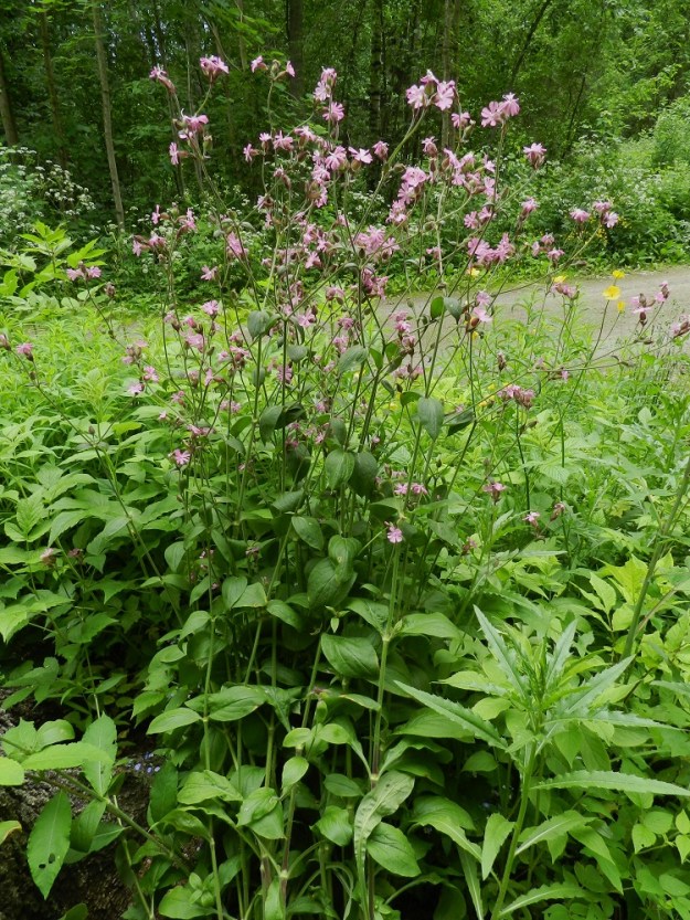 Silene x hampeana - rusoailakki kasvaa toisinaan kantalajejaan puna- ja valkoailakkia kookkaammaksi. Kuvan kasvuston korkeus on 120 cm. Kuvan alalaidassa näkyy pitkäruotinen ruusukelehti. Kukinnon alapuolisia varsilehtipareja on noin seitsemän. Alemmat varsilehdet ovat pitkäruotisia ja ruoti lyhenee ylempänä ja loppuu sitten kokonaan. EH, Hämeenlinna, Ruununmylly, Aulangonjärven itäkulma, Aulangontorpantien laita, 23.6.2012. Copyright Hannu Kämäräinen.