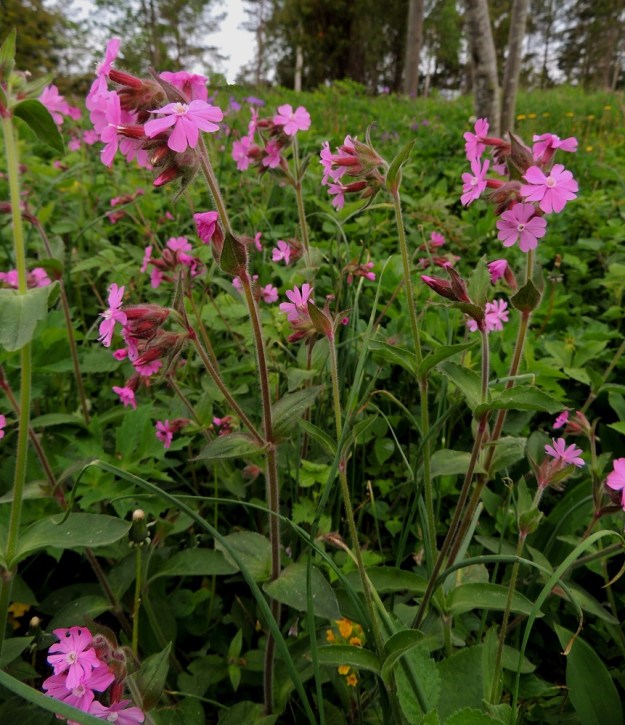 Silene dioica - puna-ailakki on alkuperäinen laji mm. merenrantojen tervalepikoissa ja lehtoniityillä. Sen tavallisesti noin 30-75 cm korkeat varret ovat haarattomia tai harvahaaraisia. Kukat ovat ryhminä versojen kärjissä tai yleensä yksittäin lehtihangoissa. A, Lemland, eteläpää, Björkö, Herröskatan, 1.6.2013. Copyright Hannu Kämäräinen.