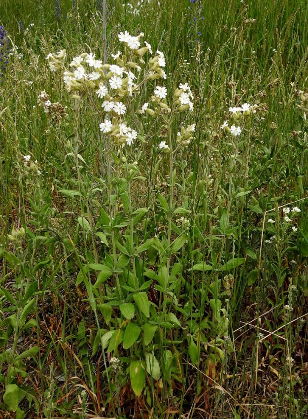 Silene latifolia ssp. alba - ilta-ailakin ssp. valkoailakin kasvutapa on yleensä pysty. Juurakostaan haarova yksilö voi tuottaa lukuisankin varsijoukon, jonka korkeus on noin 40-100 cm. Tyvelle ei yleensä kasva ruusukelehtiä. Varsilehtipareja on noin 6-8. V, Naantali, satama, ratapiha- ja viljavarastoalue, 26.6.2019. Copyright Hannu Kämäräinen.