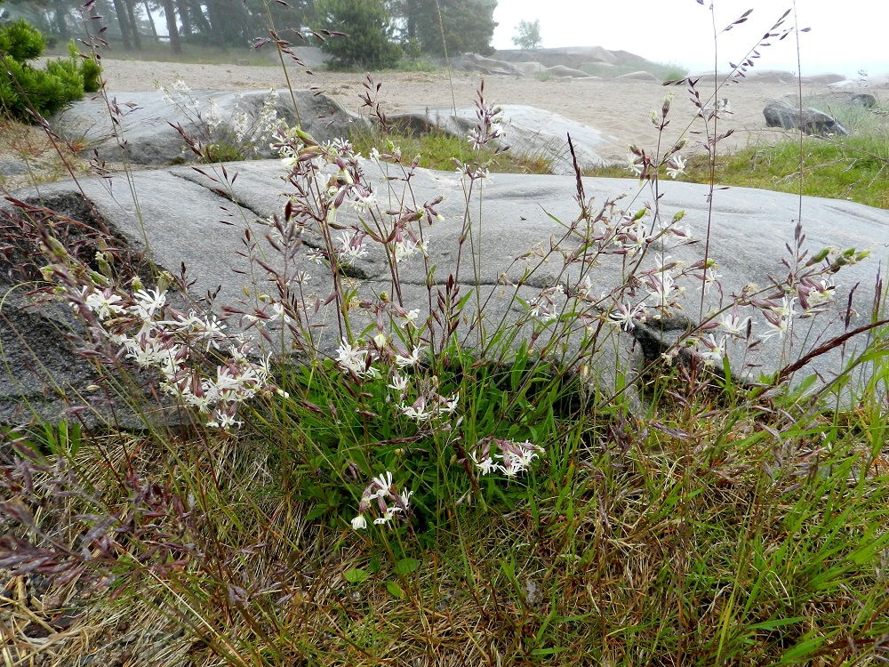 Silene nutans - nuokkukohokki on kasvutavaltaan usein tyviosastaan koheneva. U, Hanko, Kolavikenin uimaranta-alue, 19.6.2012. Copyright Hannu Kämäräinen.