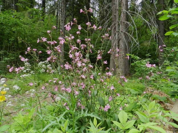 Silene x hampeana - rusoailakin varret voivat olla pitkähaaraisia ja haarovat edelleen yläosastaan. Kukinto-osan pituus voi venyä 60 cm:iin, kuten kuvassa. EH, Hämeenlinna, Ruununmylly, Aulangonjärven itäkulma, Aulangontorpantien laita, 23.6.2012. Copyright Hannu Kämäräinen.