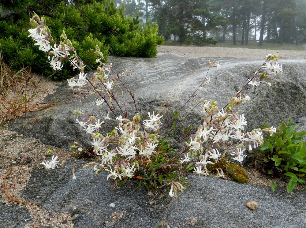 Silene nutans - nuokkukohokki viihtyy myös hiekkaisissa kallionraoissa. Varret ovat vihreät tai kuvan yksilön tapaan punasävyiset. U, Hanko, Kolavikenin uimaranta-alue, 19.6.2012. Copyright Hannu Kämäräinen.