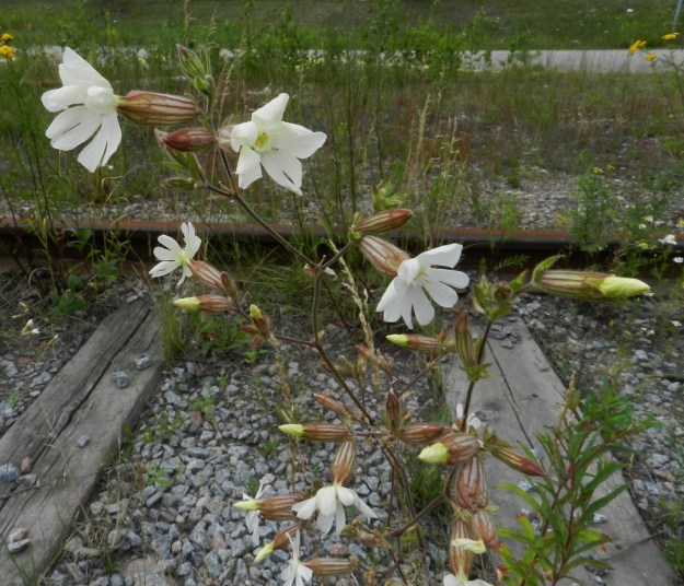 Silene latifolia ssp. alba - ilta-ailakin ssp. valkoailakin kasvutapa näyttää edellisiä kuvia harsummalta ja rennommalta tällä ratasepelillä olevalla kasvupaikalla. Myös kukat ovat selvästi isommat. Niiden koko vaihteleekin suuresti läpimitan ollessa noin 25-40 mm. EH, Lahti, ratapiha-alue entisen tavara-aseman länsipuolella, 19.7.2011. Copyright Hannu Kämäräinen.
