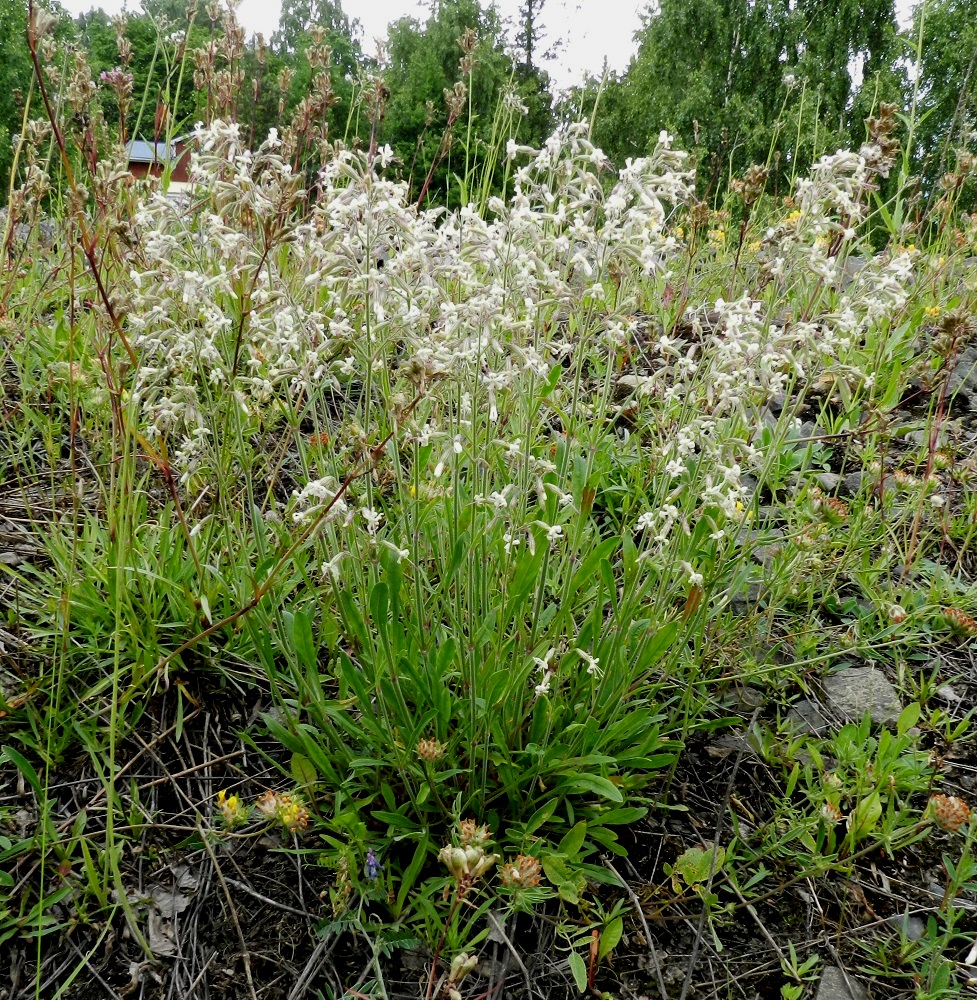 Silene nutans - nuokkukohokki on tavallisesti noin 20-50 cm korkea ruoho. Se kasvaa myös ihmisen muokkaamilla kasvupaikoilla, kuten tienpientareilla ja ratapenkereillä. Yläpäästään haarova juurakko voi kasvattaa tiheänkin varsijoukon, joka kuvassa on varsin pysty. Seuralaislajeina ovat mäkitervakko, Viscaria vulgaris ja ketomasmalo, Anthyllis vulneraria subsp. vulneraria. EH, Hämeenlinna, Sairio Vanajaveden ranta, ratapenger, 25.6.2011. Copyright Hannu Kämäräinen.